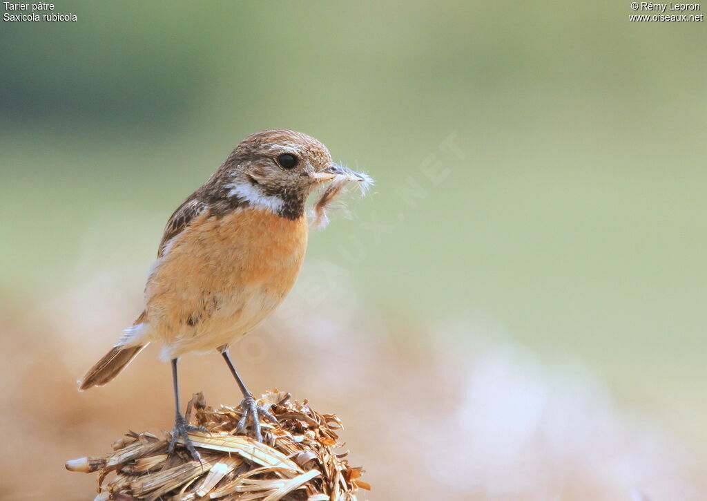 European Stonechat female