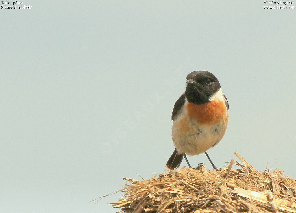 European Stonechat male