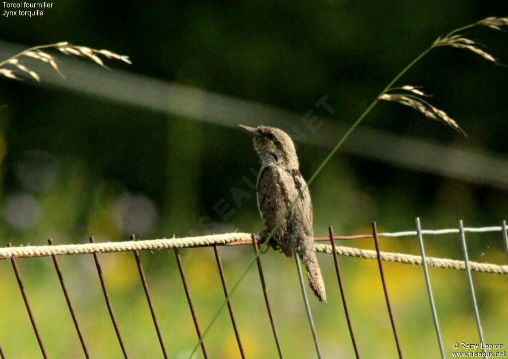 Eurasian Wryneck