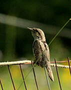 Eurasian Wryneck