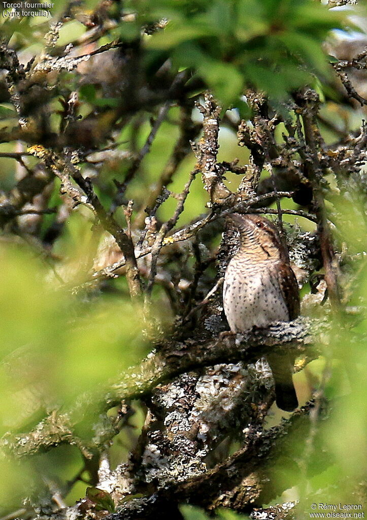 Eurasian Wryneck