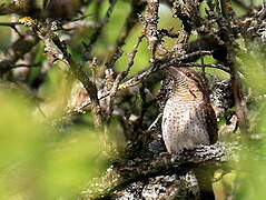 Eurasian Wryneck