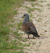 European Turtle Dove