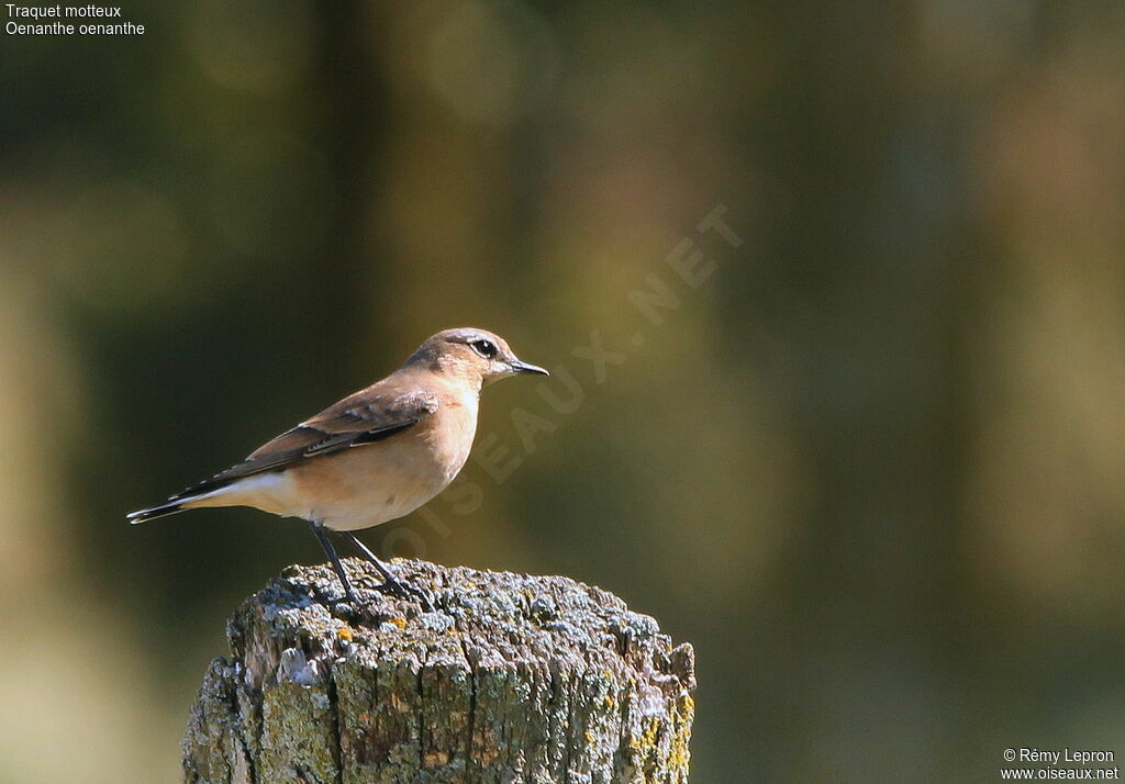 Northern Wheatear female adult