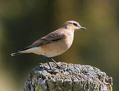 Northern Wheatear