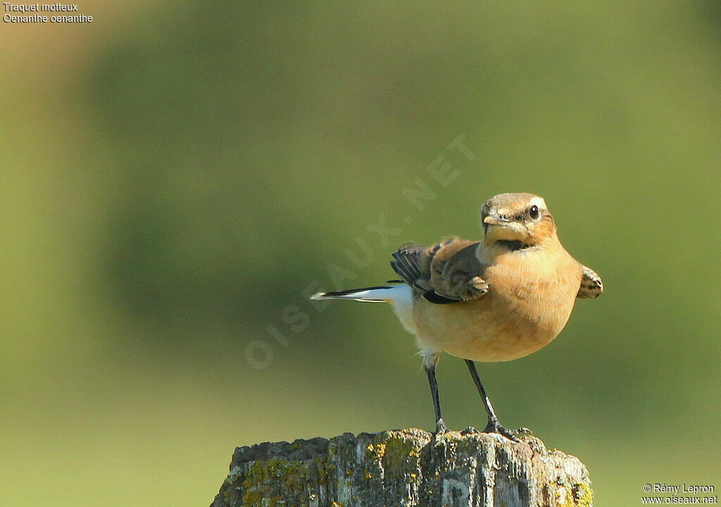 Northern Wheatear female