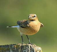 Northern Wheatear