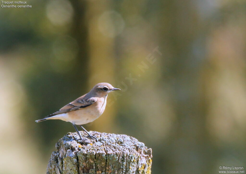 Northern Wheatear female adult