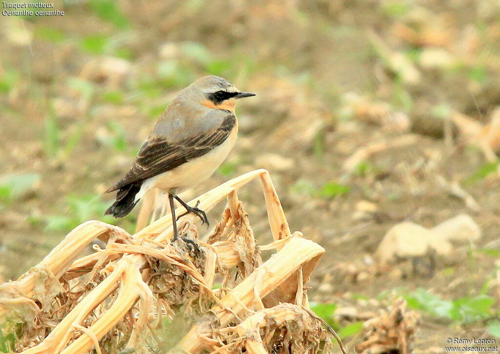 Northern Wheatear male