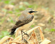 Northern Wheatear