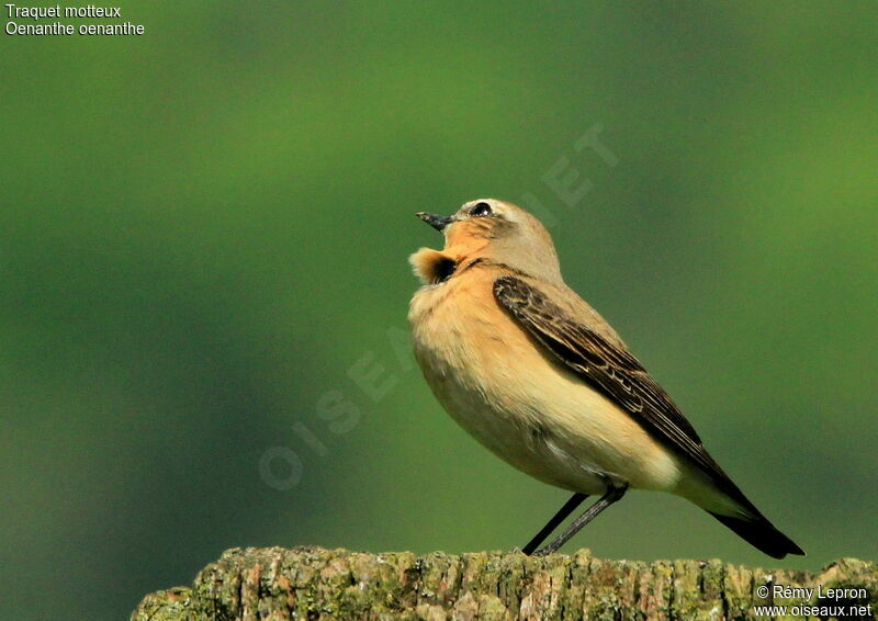 Northern Wheatear