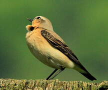 Northern Wheatear