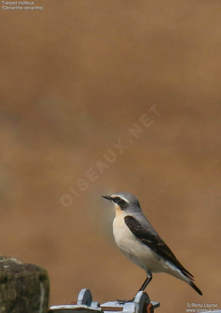 Northern Wheatear male adult breeding