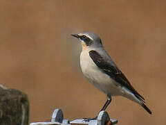 Northern Wheatear