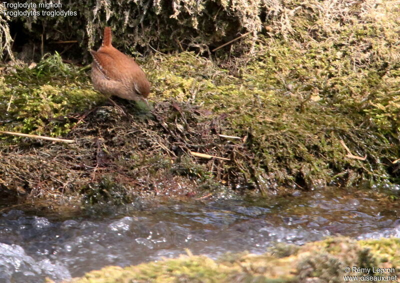 Eurasian Wren