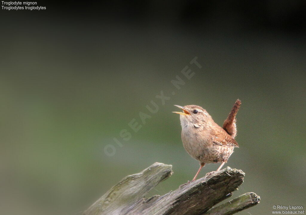 Eurasian Wren male adult