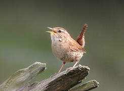 Eurasian Wren