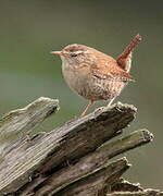 Eurasian Wren