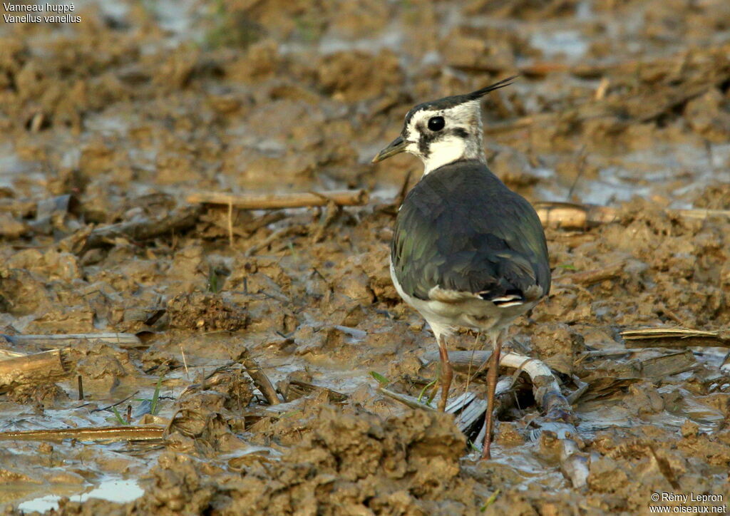 Northern Lapwing