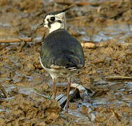 Northern Lapwing