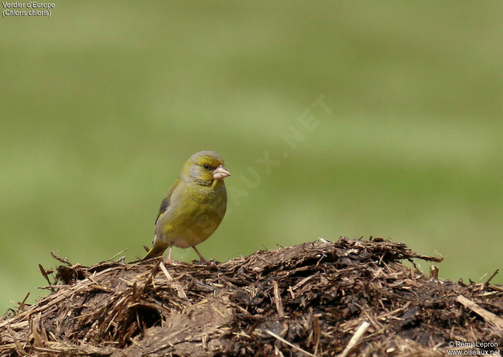 European Greenfinch male adult