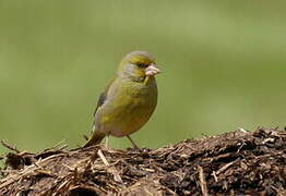 European Greenfinch