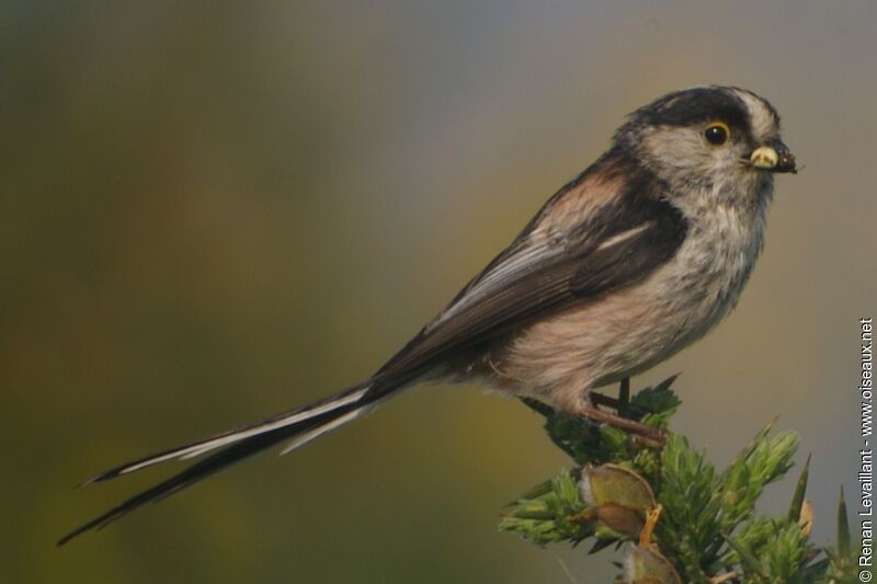 Long-tailed Tit