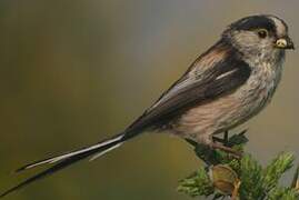 Long-tailed Tit