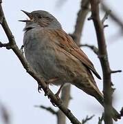 Dunnock