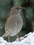 Dunnock