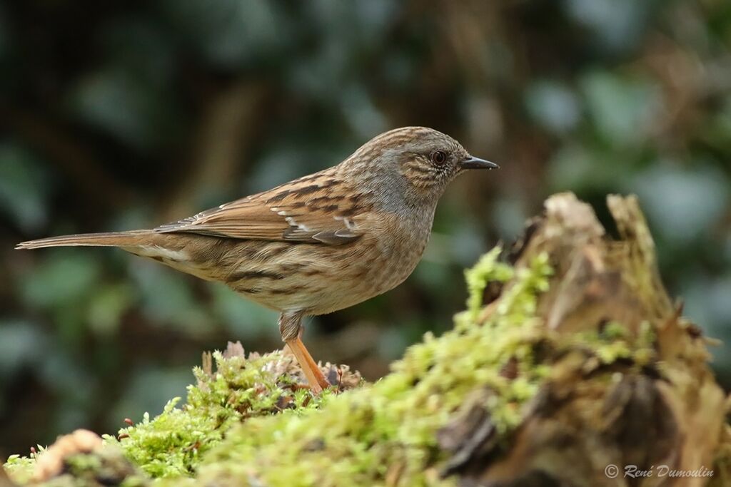 Accenteur mouchetadulte nuptial, identification