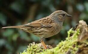 Dunnock