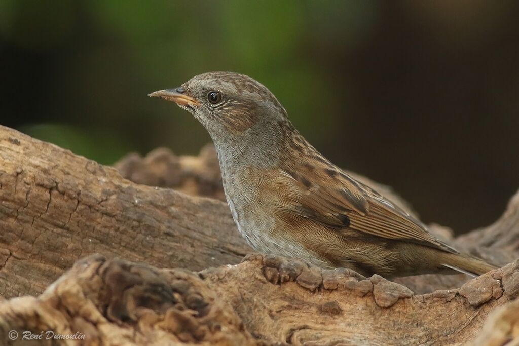 Accenteur mouchet1ère année, identification