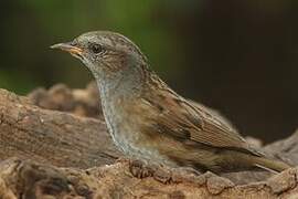 Dunnock