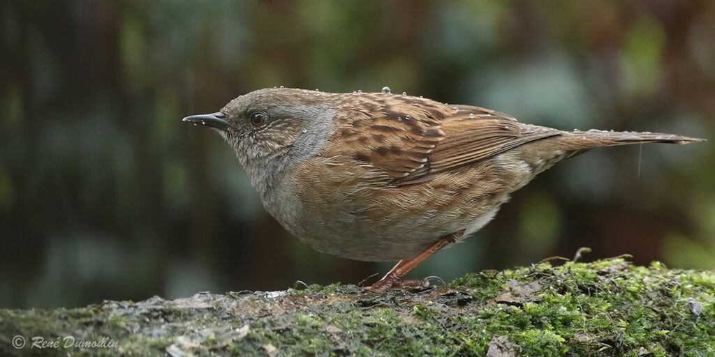 Dunnockadult breeding, identification