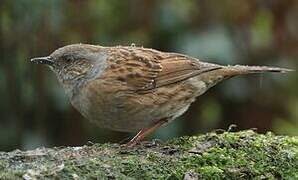 Dunnock