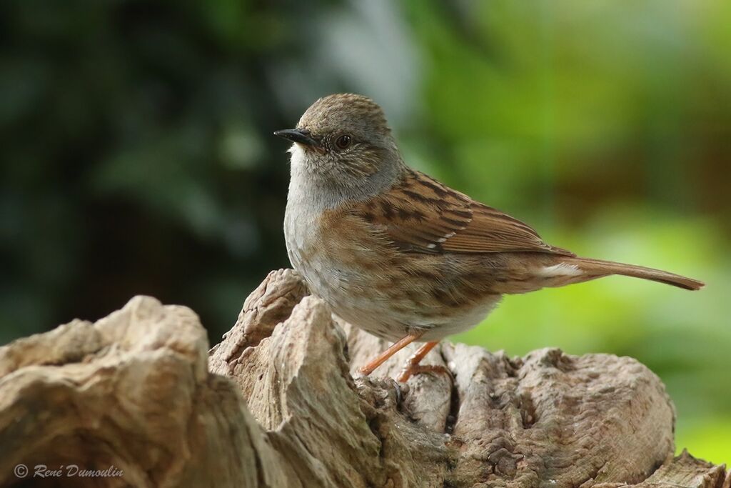 Accenteur mouchet1ère année, identification