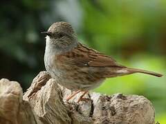 Dunnock