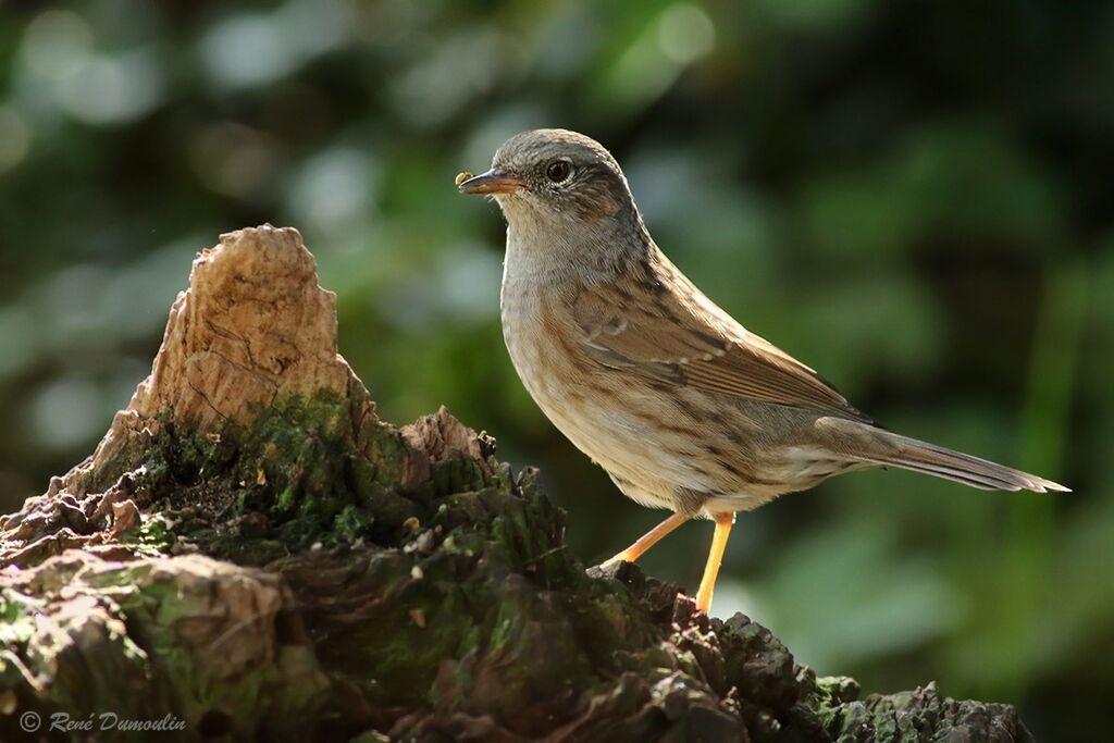 Dunnockadult post breeding, identification