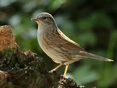 Dunnock