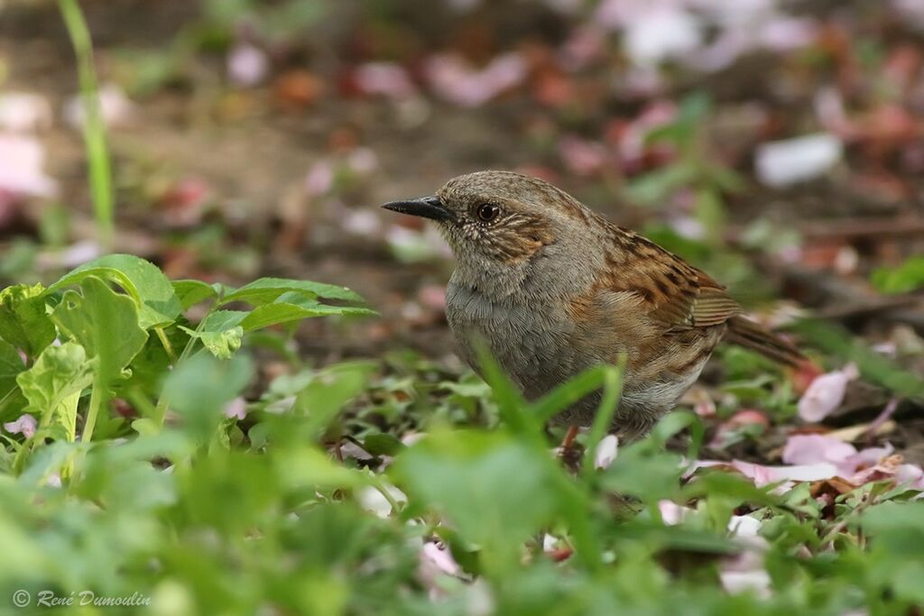 Dunnock