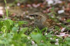 Dunnock