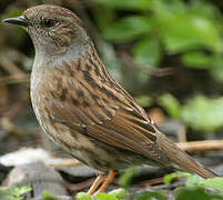 Dunnock