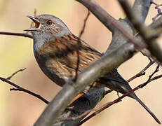 Dunnock