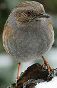 Dunnock