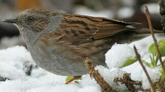 Dunnock