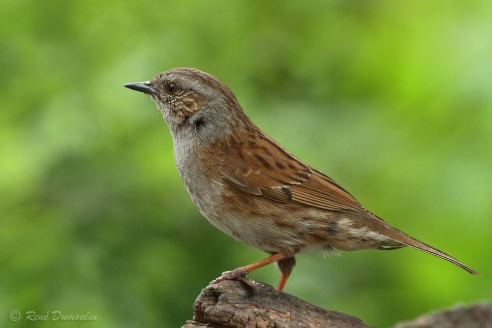 Accenteur mouchetadulte nuptial, identification