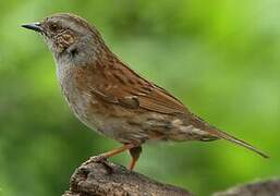 Dunnock