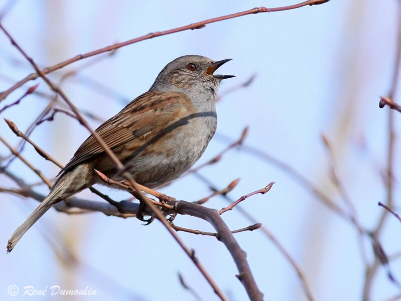 Dunnock male adult, identification, song