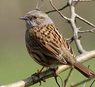 Dunnock